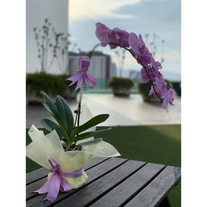 Potted Phalaenopsis Orchids Plant Mother's Day 2022