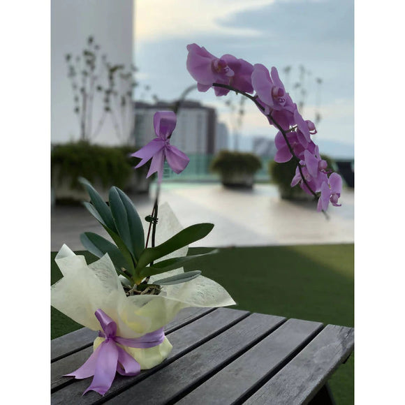 Potted Phalaenopsis Orchids Plant Mother's Day 2022